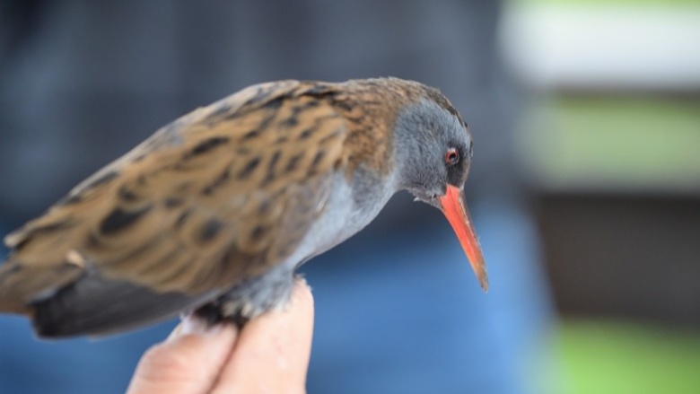 CDU-Stadtratsfraktion besucht Vogelberingungsstation
