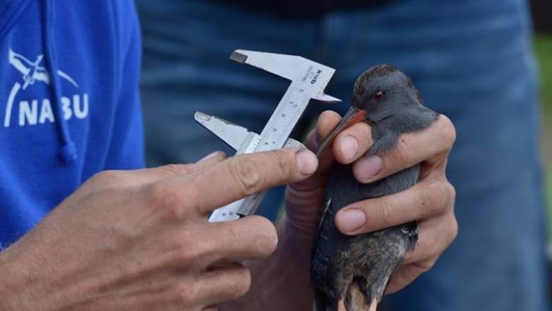 CDU-Stadtratsfraktion besucht Vogelberingungsstation